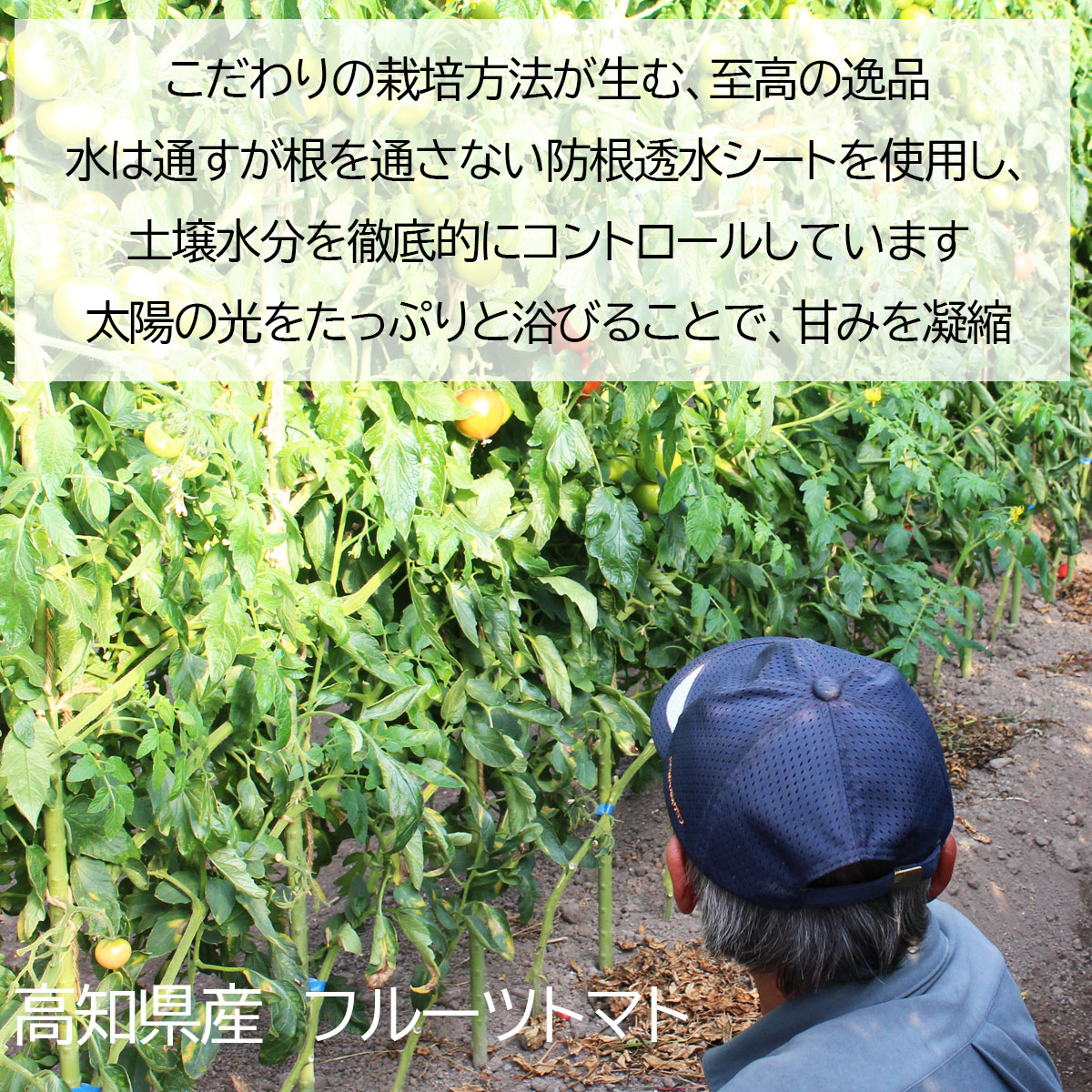 とくたにトマト 4