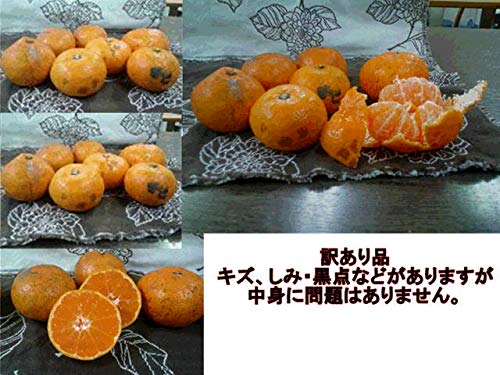 熊本産みかん 訳あり 3