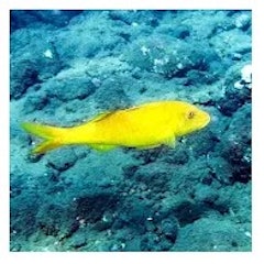 22年 魚図鑑アプリのおすすめ人気ランキング8選 Mybest 22年 魚図鑑アプリのおすすめ人気ランキング8選 Mybest
