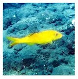 魚図鑑アプリのおすすめ人気ランキング【2026年6月】 3