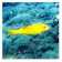 zukan.com WEB魚図鑑 1