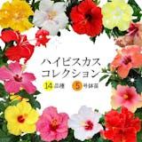 21年 プレゼント鉢植えのおすすめ人気ランキング28選 Mybest 21年 プレゼント鉢植えのおすすめ人気ランキング28選 Mybest