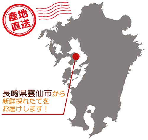 特選太陽卵 赤玉 7