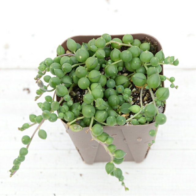 21年 多肉植物のおすすめ人気ランキング10選 Mybest 21年 多肉植物のおすすめ人気ランキング10選 Mybest