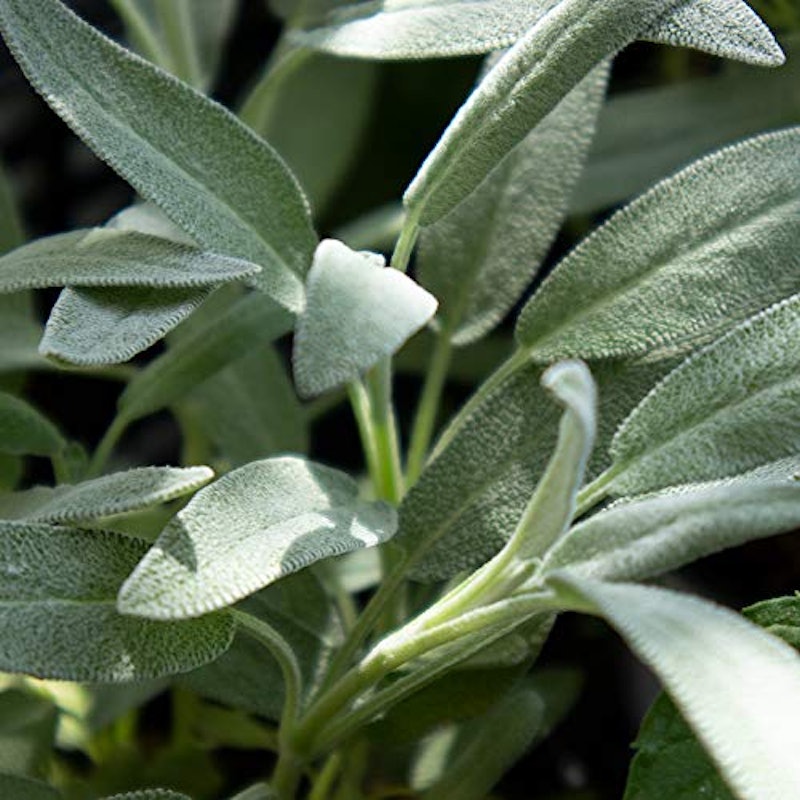 22年 ハーブ初心者向け苗のおすすめ人気ランキング19選 Mybest 22年 ハーブ初心者向け苗のおすすめ人気ランキング19選 Mybest