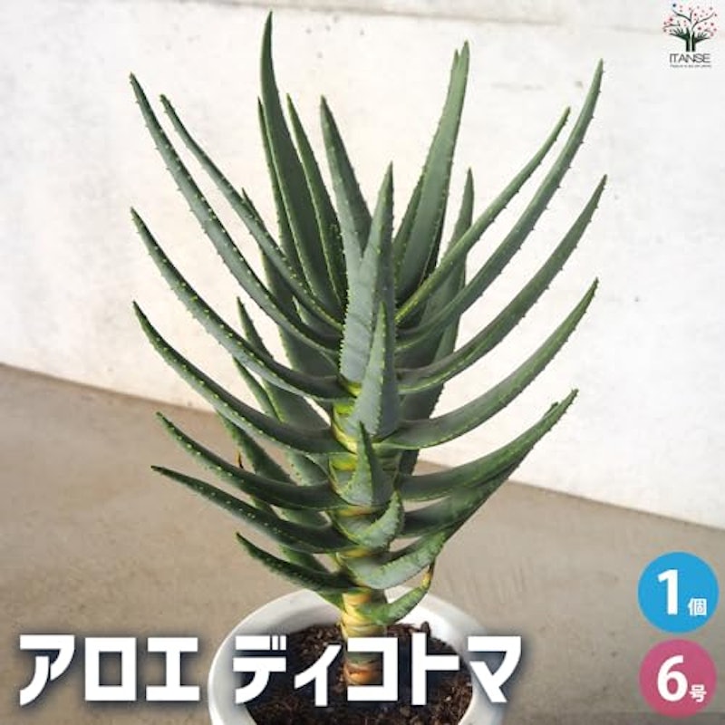アロエ ディコトマ 2
