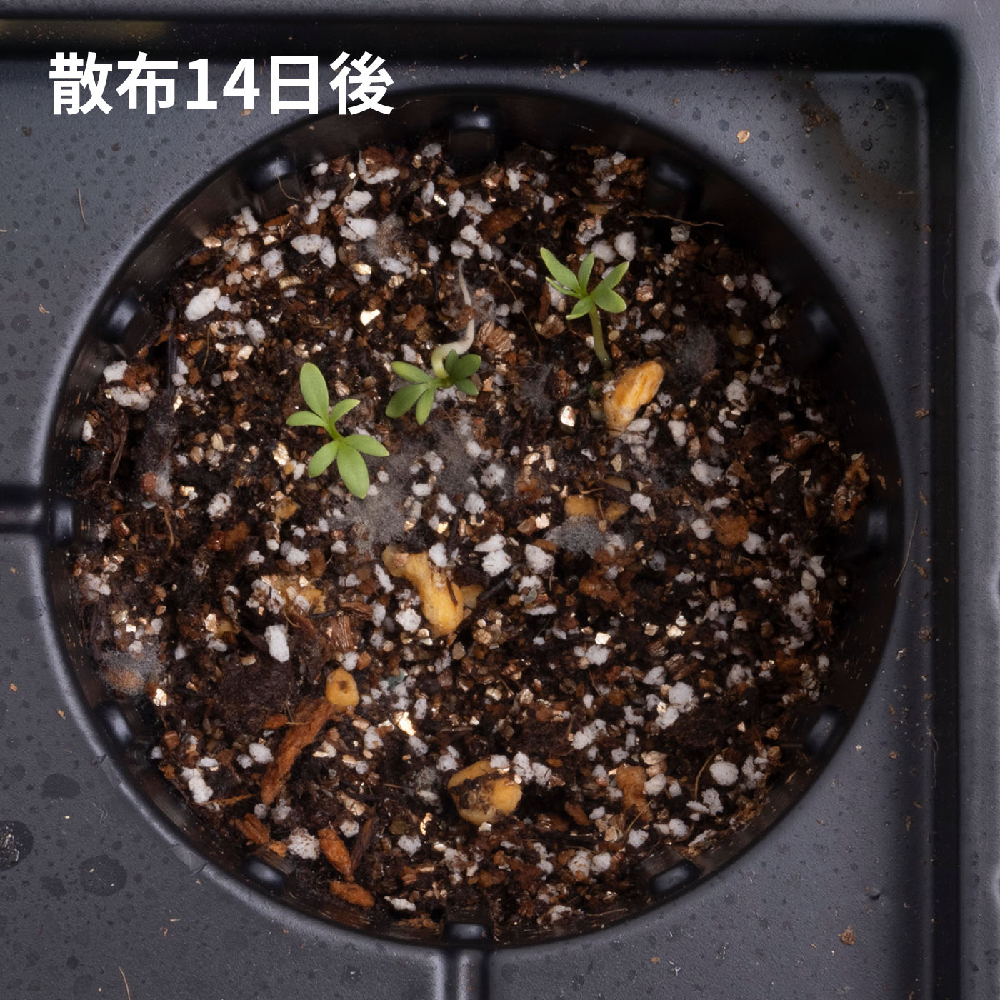 根まで枯らす虫よけ除草王プレミアム 5