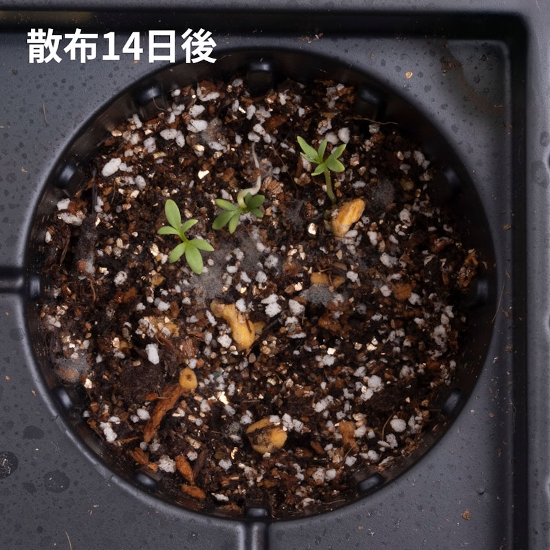 根まで枯らす虫よけ除草王プレミアム 5