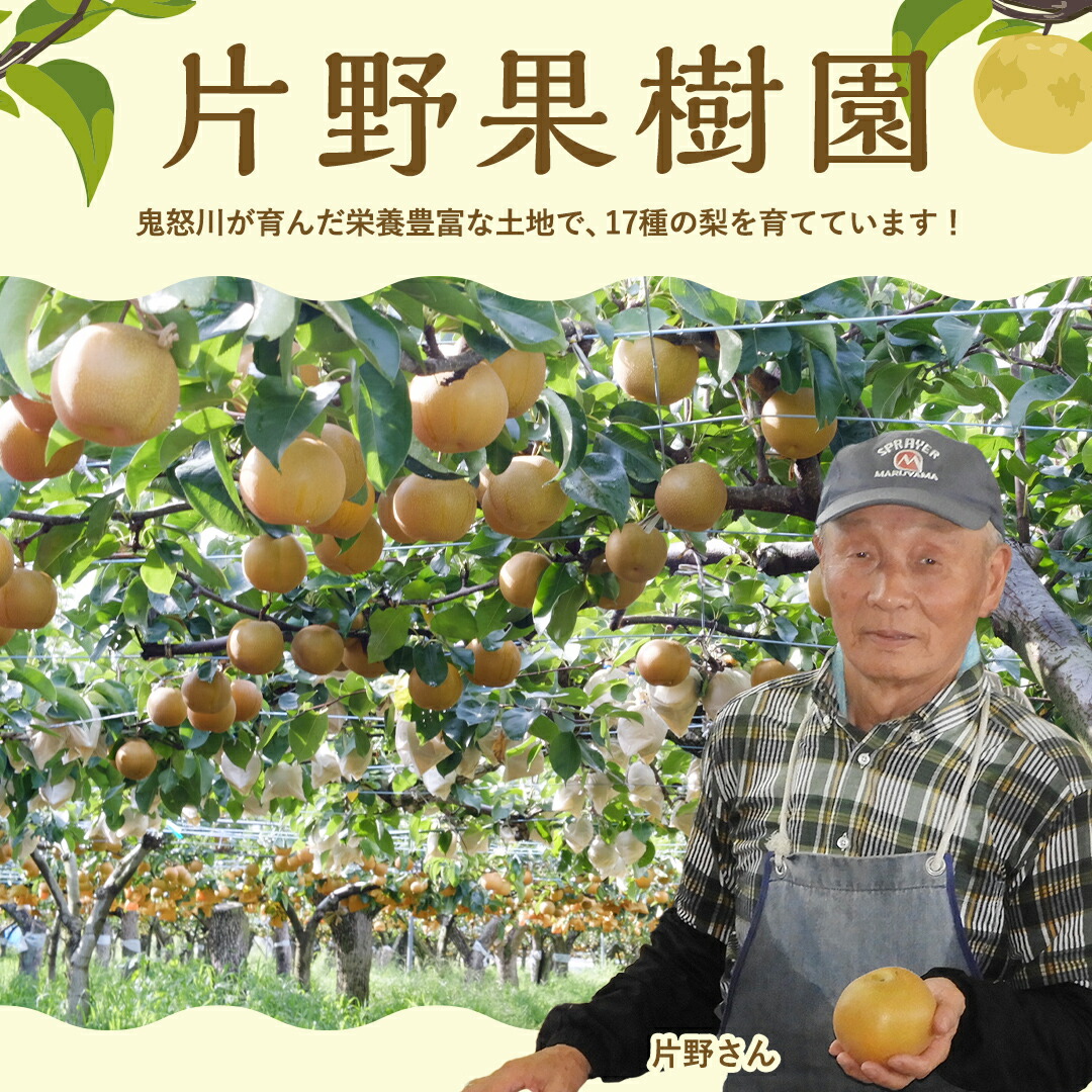 片野果樹園 幸水梨 3
