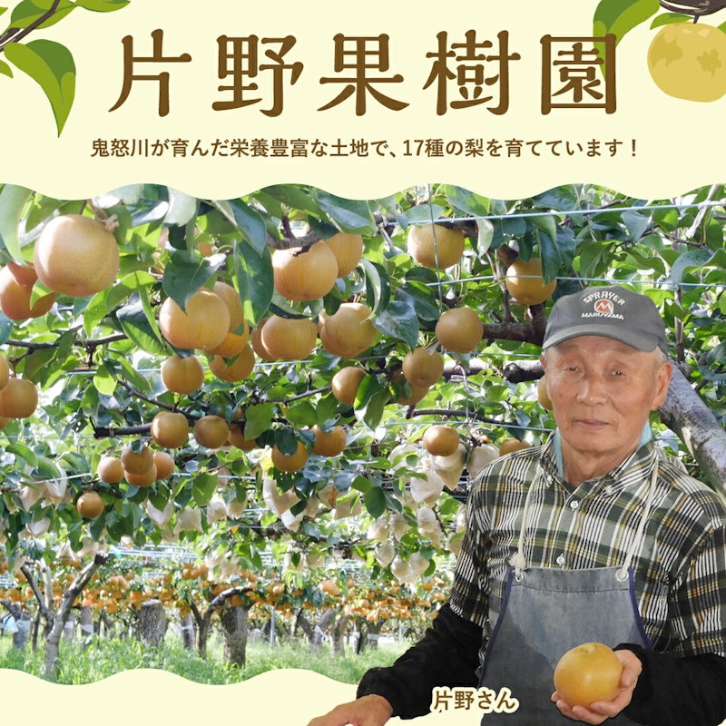 片野果樹園 幸水梨 3