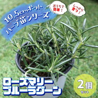 初心者向けハーブの苗のおすすめ人気ランキング【2024年】 | マイベスト