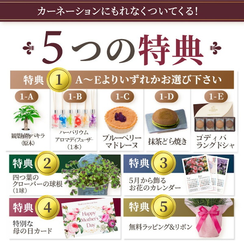カーネーション 鉢植え 7