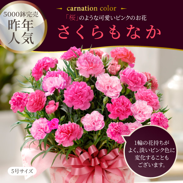 カーネーション 鉢植え 3