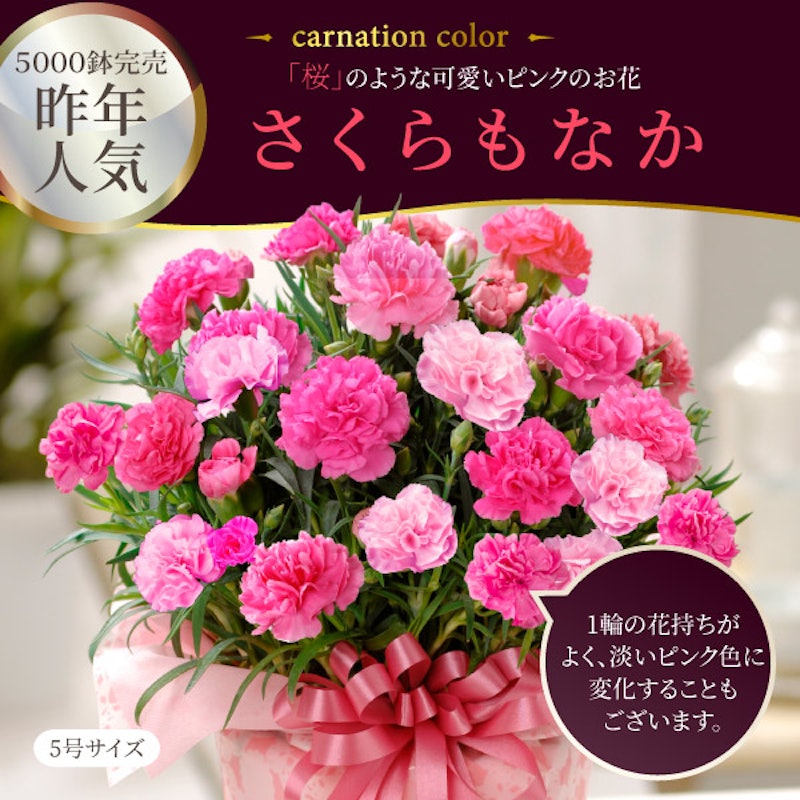 カーネーション 鉢植え 3
