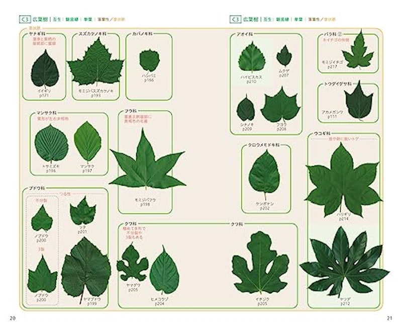 見わけがすぐつく樹木図鑑 2