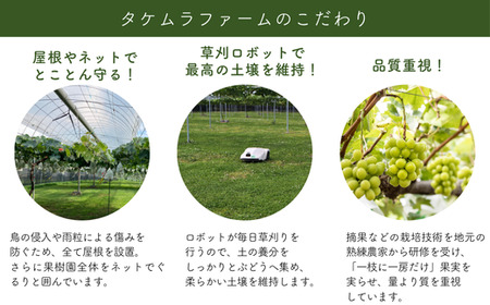 シャインマスカット 約2kg 3