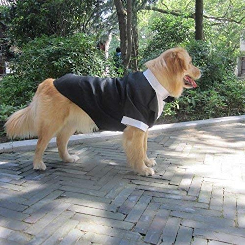 大型犬のタキシード服 4