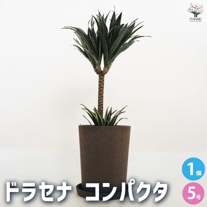 ドラセナ コンパクタ 2
