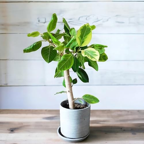 観葉植物 ゴムの木 フィカス アルテーシマ  1