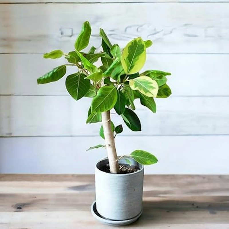 観葉植物 ゴムの木 フィカス アルテーシマ 1