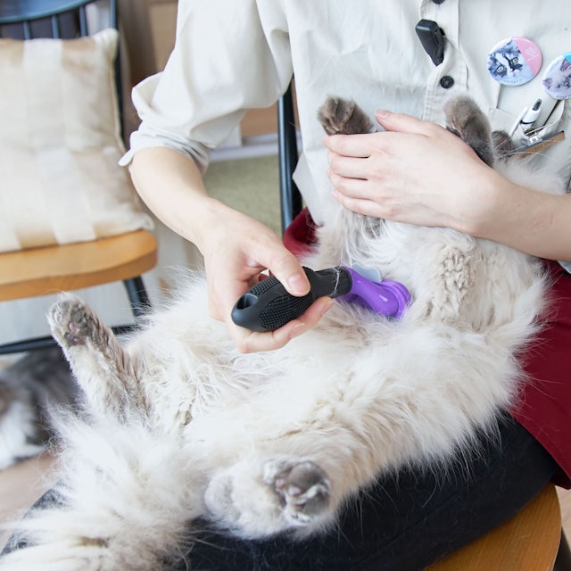 徹底比較 猫用ブラシのおすすめ人気ランキング10選 Mybest