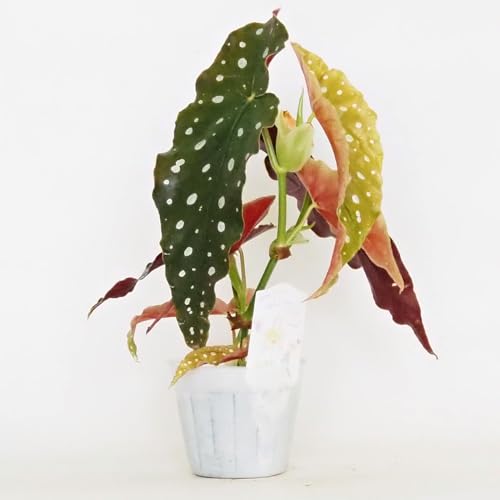 珍しい観葉植物のおすすめ人気ランキング【2026年6月】 4