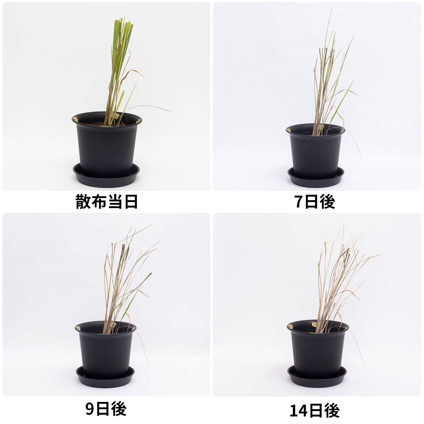 アース製薬 アースガーデン アースカマイラズ 草消滅 クチコミ評価・評判&検証レビュー 5