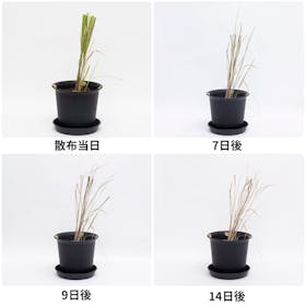 アース製薬 アースガーデン アースカマイラズ 草消滅 クチコミ評価・評判&検証レビュー 5