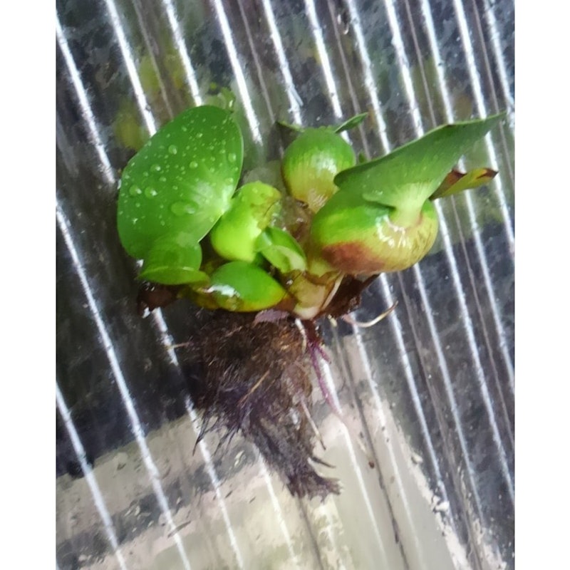 Lovz2omq1jc7pm Lovz2omq1jc7pm