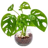 トイレ向きの観葉植物のおすすめ人気ランキング【2026年9月】 5