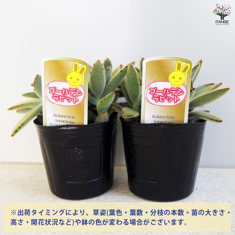 地植えにおすすめの多肉植物のおすすめ人気ランキング【屋外でも育つ