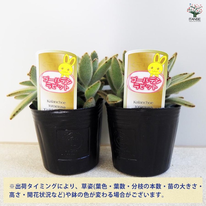 多肉植物 ゴールデンラビット 2