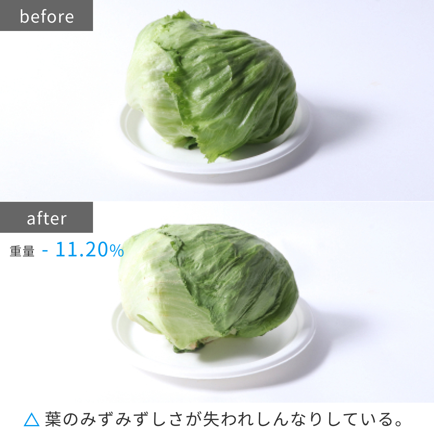 Vタイプ／まんなか野菜 15