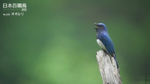 日本百鳴鳥 202 映像と鳴き声で愉しむ野鳥図鑑 5