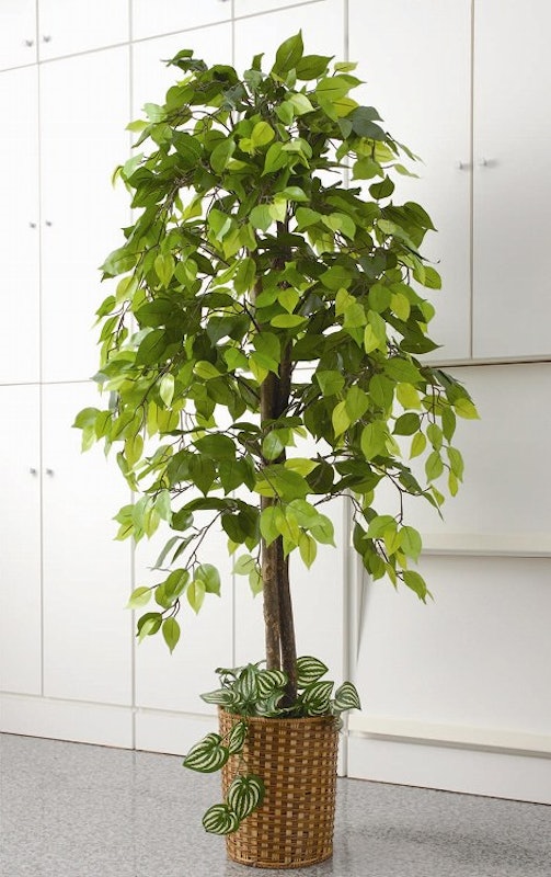 22年 フェイクグリーンのおすすめ人気ランキング10選 Mybest 22年 フェイクグリーンのおすすめ人気ランキング10選 Mybest