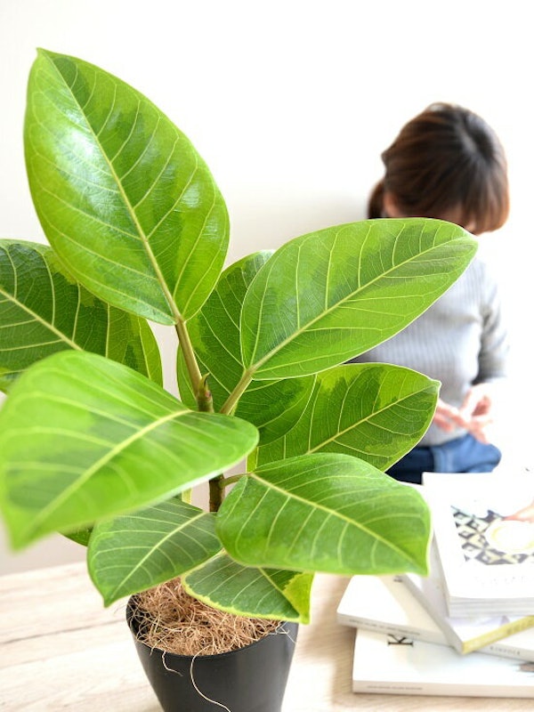 フィカス・アルテシマ 2