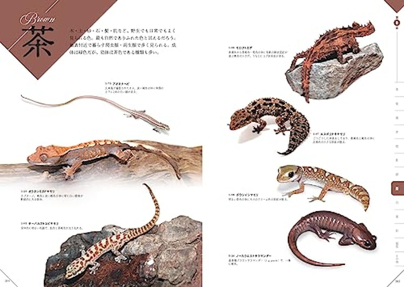 色彩別 爬虫類・両生類図鑑 9