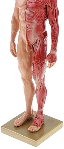男性 人体モデル 5