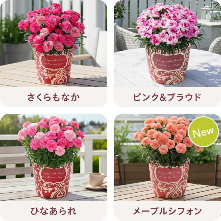 カーネーション 鉢植え 4