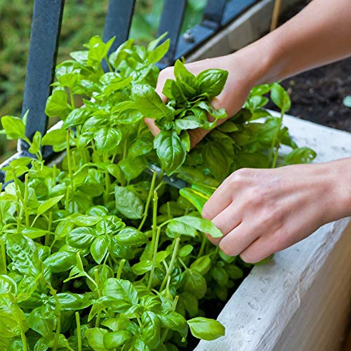 22年 ハーブ初心者向け苗のおすすめ人気ランキング19選 Mybest