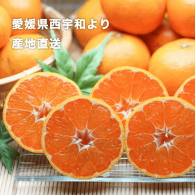愛媛西宇和産みかん 2