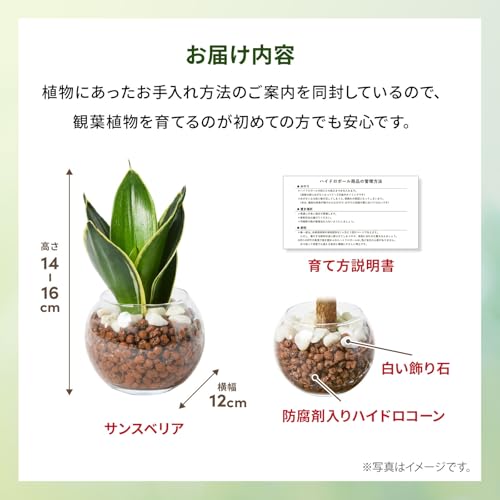 サンスベリア 2