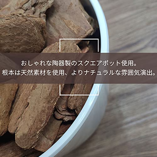 フェイクグリーン 5