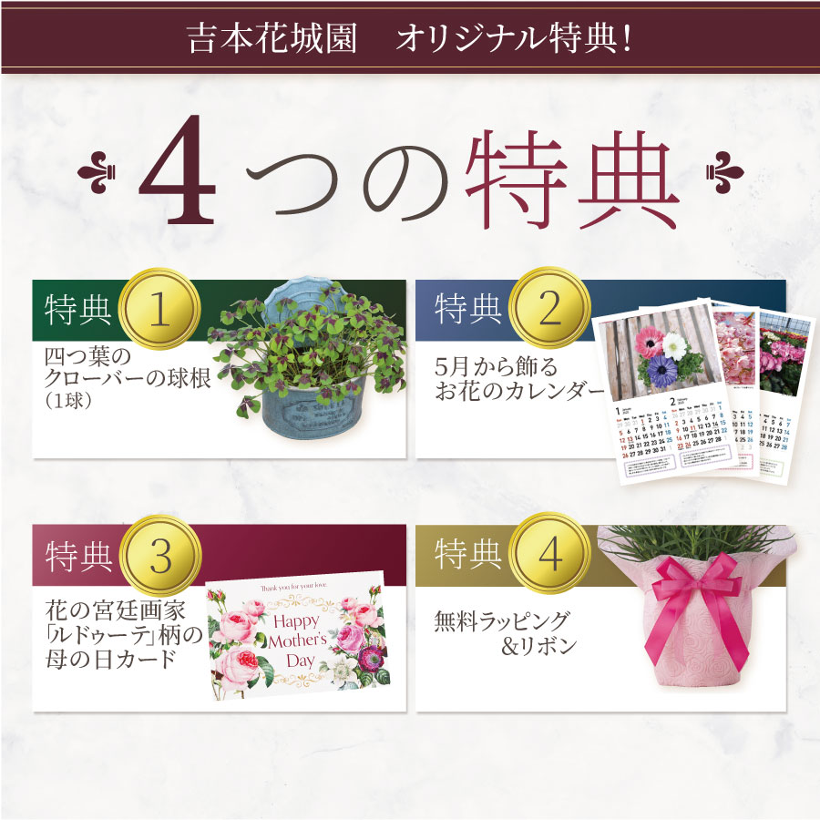 カーネーション鉢植えと選べるスイーツセット 4