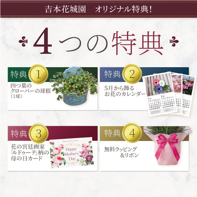 カーネーション鉢植えと選べるスイーツセット 4