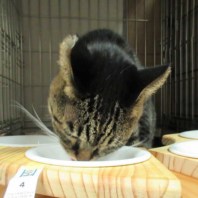 ニュートロ 避妊 去勢猫アダルト白身魚を全30商品と比較 口コミや評判を実際に使ってレビューしました Mybest