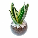 小さい観葉植物のおすすめ人気ランキング【2026年6月】 5