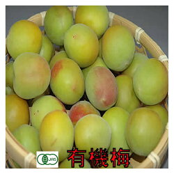 生梅 梅酒用 1