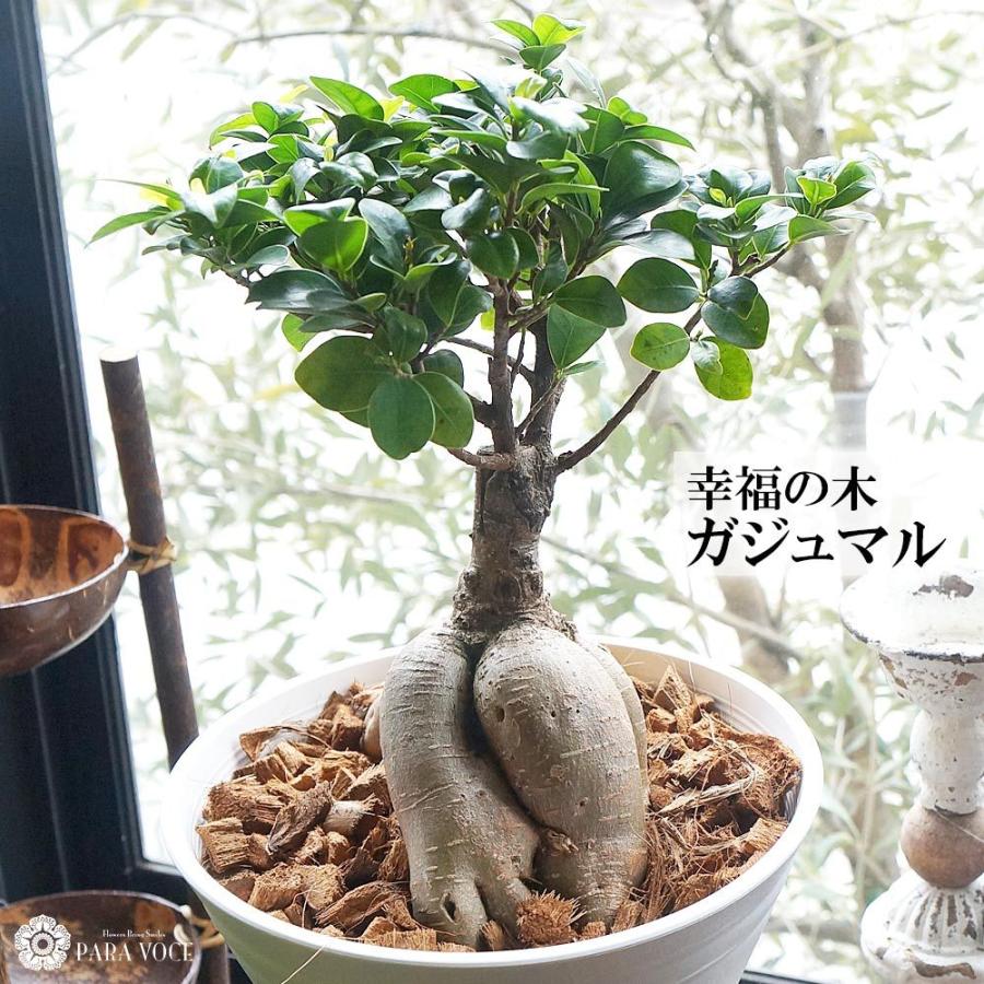 ガジュマル 1