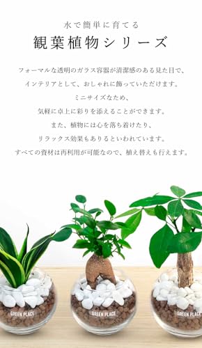 パキラ バルーン鉢 2